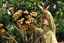 Temporada de cosecha del lichi de Luc Ngan en provincia vietnamita de Bac Giang