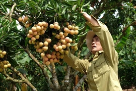 Temporada de cosecha del lichi de Luc Ngan en provincia vietnamita de Bac Giang