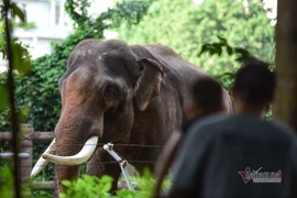 Zoológico de Saigón recibe toneladas de donaciones de alimentos para sus mil 500 animales