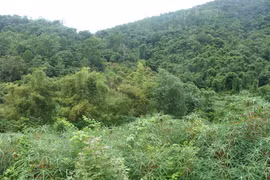 Provincia vietnamita de Bac Giang fortalece gestión de bosques