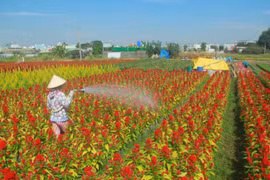 Ocupadas aldeas de flores de Ciudad Ho Chi Minh para satisfacer demanda del Tet 