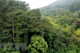 Avanza provincia vietnamita en gestión sostenible de bosques