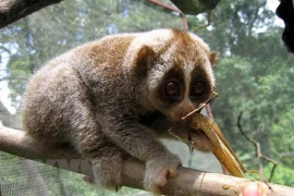 Conservan especies raras de loris en reserva natural de provincia centrovietnamita