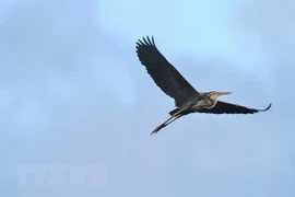 Indonesia libera cientos de aves silvestres en su hábitat natural