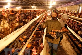 Premier de Vietnam exhorta a intensificar medidas preventivas de la influenza aviaria