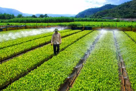 Más de la mitad de empresas vietnamitas se ven afectadas por el cambio climático