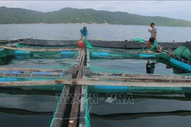 Capital de la industria camaronera de Vietnam