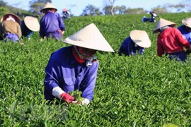 Disminuyen exportaciones de té de Vietnam en primer trimestre 