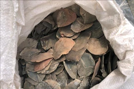 Incauta Malasia más de seis toneladas de escamas de pangolín