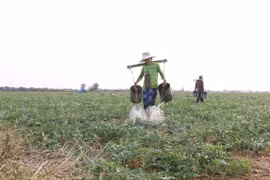 Reconocen a dos distritos vietnamitas con cumplimiento de nuevos estándares rurales