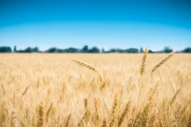 Gran potencial de comercio de cebada entre Australia y Vietnam