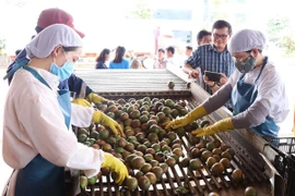 Exportaciones de verduras de Vietnam disminuyen en primeros nueves meses de 2020