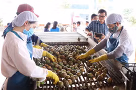 Exportaciones de verduras de Vietnam disminuyen en primeros nueves meses de 2020