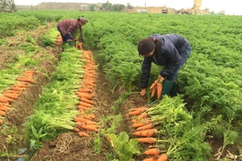 Provincia vietnamita de Bac Ninh moviliza capitales asistenciales a agricultores 