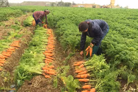 Provincia vietnamita de Bac Ninh moviliza capitales asistenciales a agricultores 