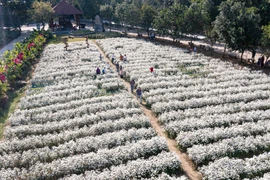 Campos de margaritas en Ninh Binh muestran un puro color blanco 