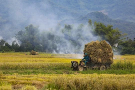 Temporada dorada en el campo de arroz de Muong Thanh