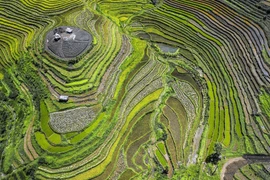 Impresionante belleza de terrazas de arroz de localidad vietnamita 