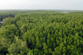 Bosques de manglares: depósito de carbono verde