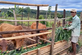 Las personas pobres en el distrito fronterizo de Bu Gia Map, después de recibir casas, también recibió vacas para mejorar la producción y condiciones de vida. (Fuente: VNA)