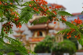 Flores del flamboyán tiñen de rojo las calles de Hanoi