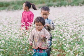 Provincia vietnamita de Ha Giang entra en la temporada de flores de alforfón