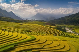 Contemplan belleza de Sapa en la estación del arroz maduro