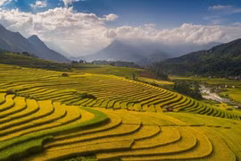 Contemplan belleza de Sapa en la estación del arroz maduro