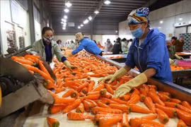 Vietnam aspira a ser uno de los diez principales procesadores de agricultura del mundo