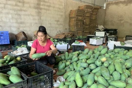 Exportan a Australia mango de provincia vietnamita de Son La