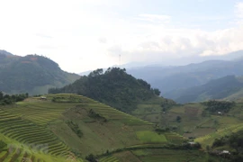 AFP destaca la impresionante belleza de terrazas arroceras de Mu Cang Chai en Vietnam