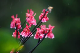 Contemplan flores de durazno con forma de campana en montaña Ba Na