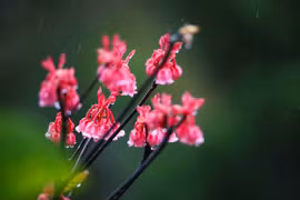 Contemplan flores de durazno con forma de campana en montaña Ba Na