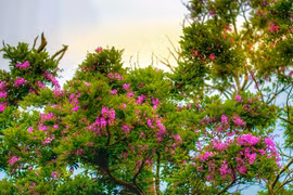 Península de Son Tra brilla con flores coloridas