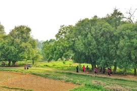 De pie bajo el árbol Duoi, patrimonio único de Vietnam en la tierra Xu Doai 