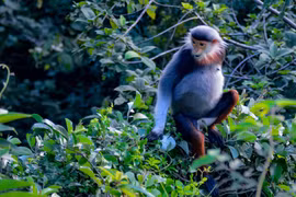 Belleza de langur jaspeado atrae turistas a ciudad de Da Nang 