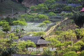 Contemplan belleza pacífica y poética de meseta de Moc Chau