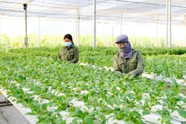 Hanoi busca mejorar la vida de los agricultores