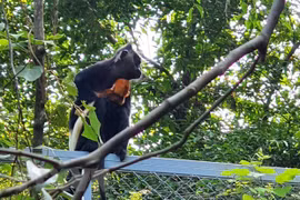Raro langur endémico se cría con éxito en provincia vietnamita