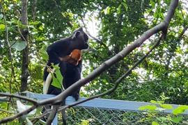 Raro langur endémico se cría con éxito en provincia vietnamita