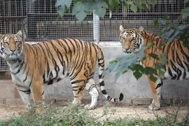 El Año del Tigre habla del Señor del bosque 
