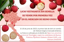 Lichi vietnamita sin semilla se vende por primera vez en el mercado de Reino Unido
