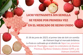 Lichi vietnamita sin semilla se vende por primera vez en el mercado de Reino Unido