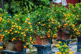 ¿Por qué los vietnamitas suelen decorar su casa con melocotones, albaricoques y kumquats durante el Tet? 