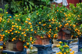 ¿Por qué los vietnamitas suelen decorar su casa con melocotones, albaricoques y kumquats durante el Tet? 