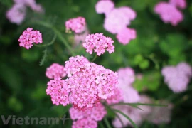 Ciudad de Da Lat atrae a turistas por sus flores coloridas