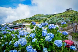 Flor de hortensia deslumbra en la cima de la montaña de Mau Son