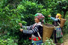 Vietnam, quinto exportador de té en el mundo