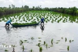 Los agricultores de la provincia de Ca Mau siembran semillas de arroz en tierras de cultivo de camarones. (Fuente: VNA)