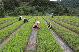 Producción de plántulas para forestación en el Centro de Investigación de Árboles Forestales. Foto de ilustración (Fuente: VNA)